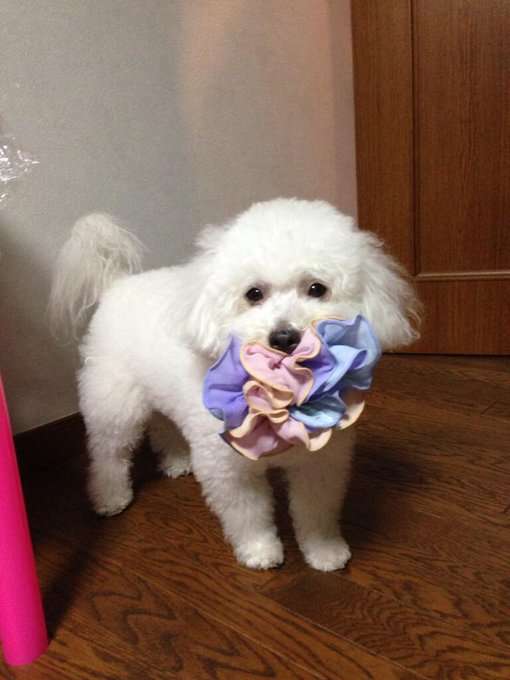 &ldquo;@itoako1104: トラピにシュシュ取られた(e_e) http://t.co/miHHwxhEUI&rdquo;トラたん可愛い♡笑<a class="tags" target="_blank" title="On Twitter" href="/?out=eyJ0eXAiOiJKV1QiLCJhbGciOiJIUzUxMiJ9.eyJpYXQiOjE3MjY5MTU3ODYsImlzcyI6InR3cG9ybnN0YXJzLmNvbSIsIm5iZiI6MTcyNjkxNTc4NiwiZXhwIjoxNzU4NDUxNzg2LCJyZWRpcmVjdF91cmwiOiJodHRwczovL3R3aXR0ZXIuY29tL2l0b2FrbzExMDQifQ.UQR6IwausCHcRQtXKOPgI_P3LrNUfACs1K6UYH_kM7_VZDb37y_Xf_IObOHzkDz9BWYPVoXglTWYfnvDMpDk8A">@itoako1104</a>