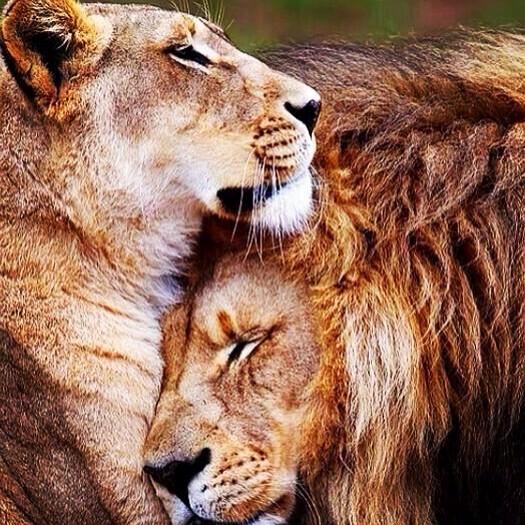Every king needs his queen