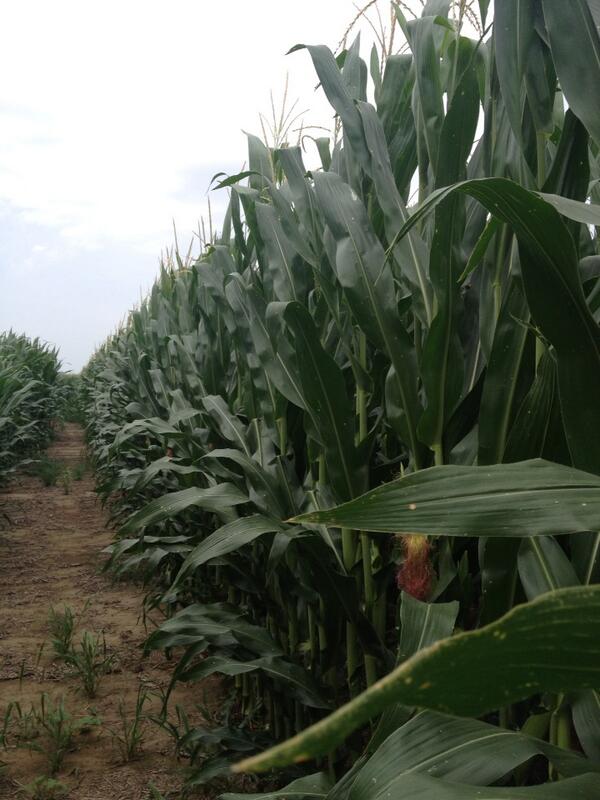 TSU_Aggie's tweet image. Corn is tall in southern Missouri #agriculture #MOcorn