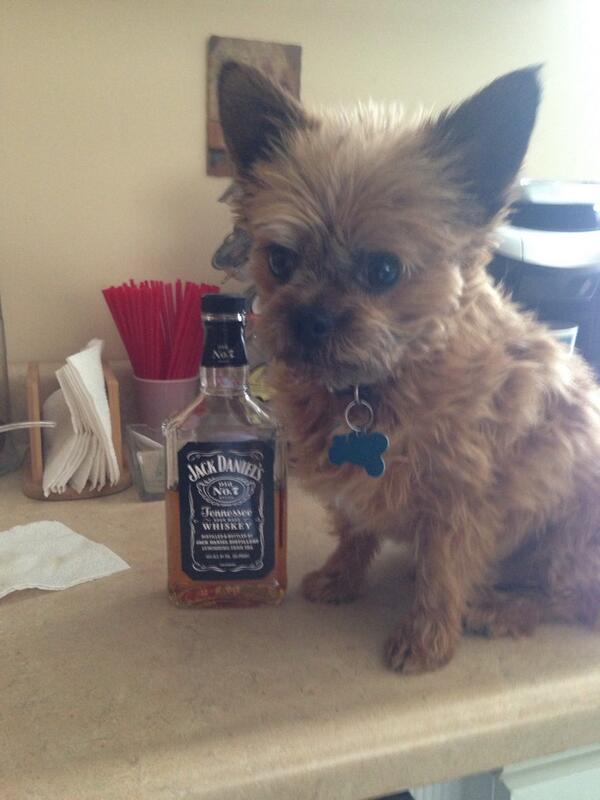 DogsInPlaces's tweet image. Partying with Jack Daniels