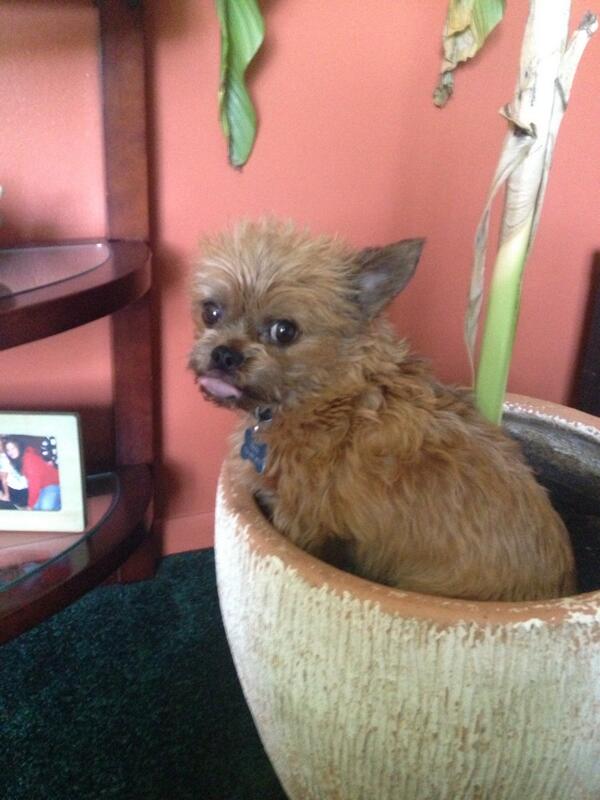DogsInPlaces's tweet image. In a plant