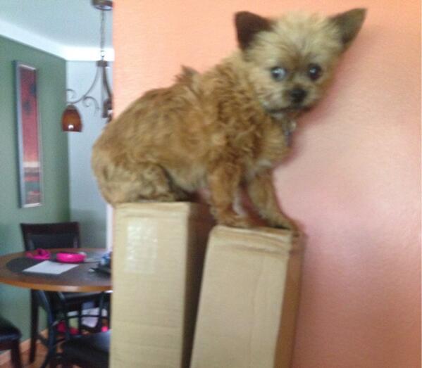 DogsInPlaces's tweet image. On some boxes