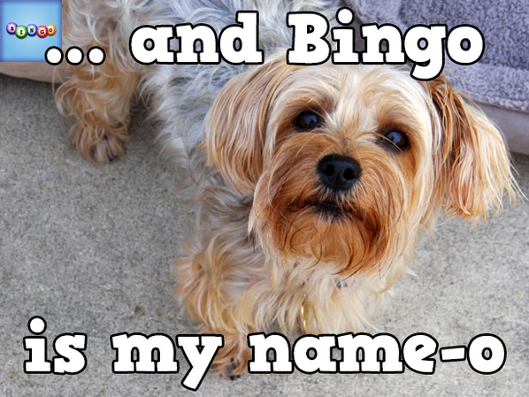 StallionDiva's tweet photo. Play Bingo with Friends! #ilovebingo #BingoRun http://t.co/lXheKourjP http://t.co/MABsZGKXTq