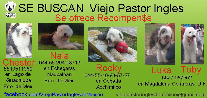 Viejo Pastor Ingles (@VPIMexico) / X