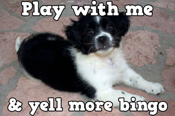 StallionDiva's tweet photo. Play Bingo with Friends! #ilovebingo #BingoRun http://t.co/qO70JDQGqB http://t.co/nDq26tdGtL
