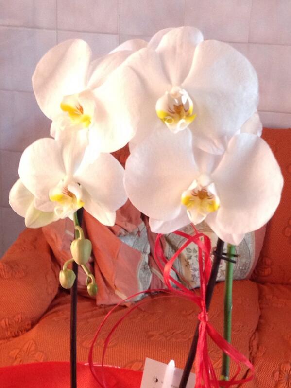 mtnobile's tweet photo. Orchidea http://t.co/N0GlKWGAjF