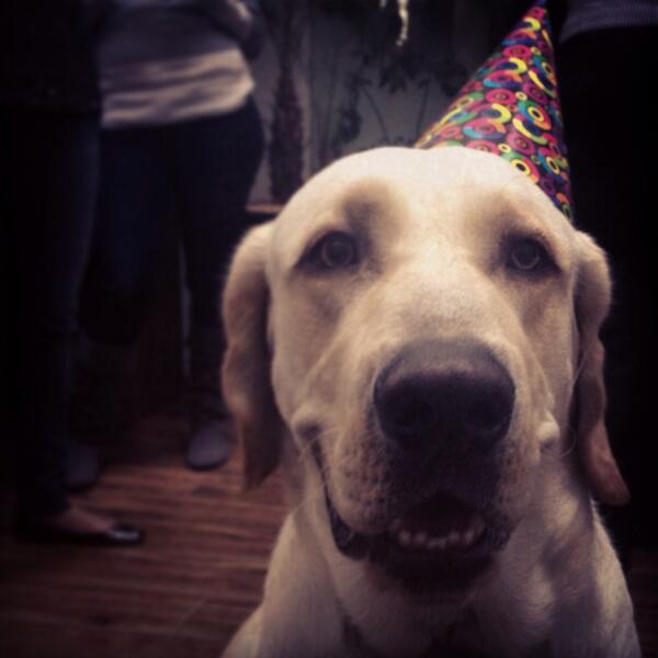 DogIgnacio tweet picture