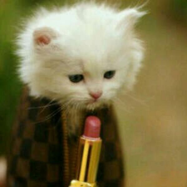 Com56M tweet picture