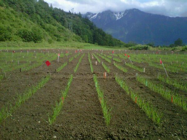carmanfarmer's tweet image. @ericmpersson. Application specialists take pride in crop establishment. #cruisermaxxvibrance