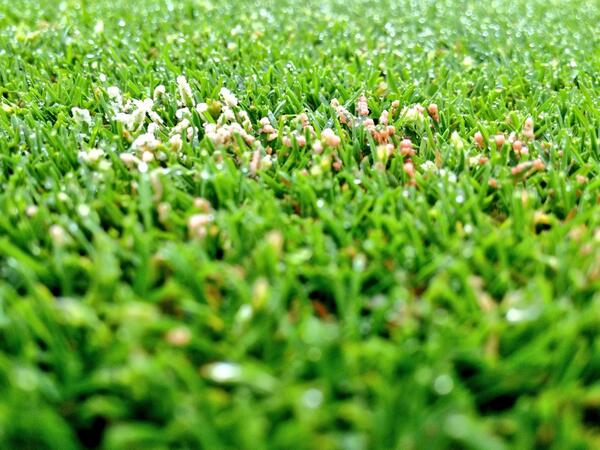spartangrass's tweet image. #turfnerd @turfpathology