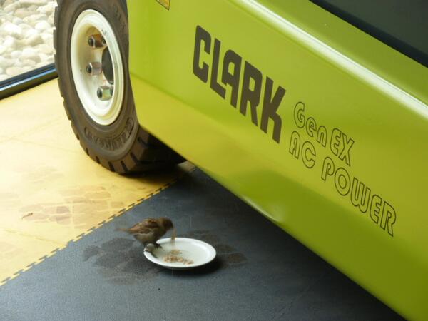 In navolging op de mus en scholekster hebben we een nieuwe fan van #Clark en #Still bij #Itolang. Een jonge mus!