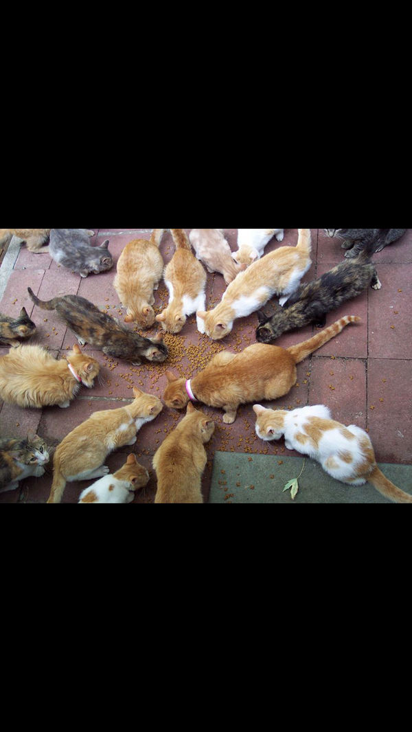 Fiddles79's tweet image. There are many stray cats living in Turkey, annoying restaurants nationwide please help  ..#friendsofturkishcats
