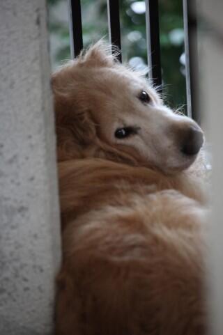 犬は拗ねるとふて寝する いじける仕草がかわいい ワンコとhappy Life