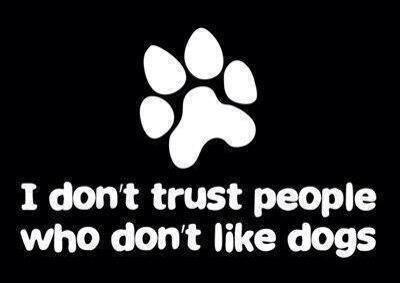 carolina coonhound  tweet media