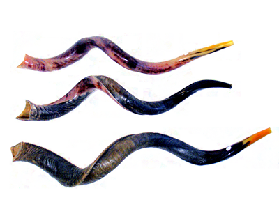 HolyLandSource's tweet image. Did you know Yemenite #shofars come in many sizes &amp;amp; finishes?  #yeshua #messianic #judaica holylandsource.com/yemenite-shofa…