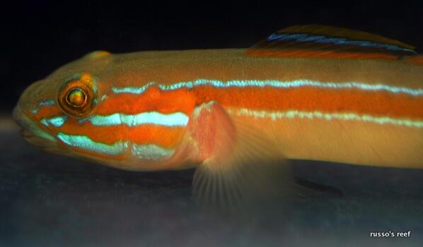 russosreef's tweet photo. unf just about says it all  - japanese virgo goby http://t.co/yCxPcWKmz1