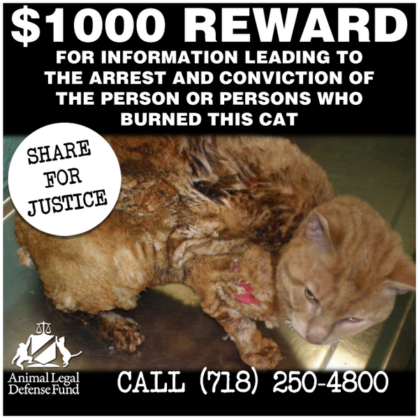 TigerNotes's tweet image. RT @aldf: Help @ALDF catch a criminal. $1000 reward. #Cat burned in #Brooklyn #NY Call: 718-250-4400