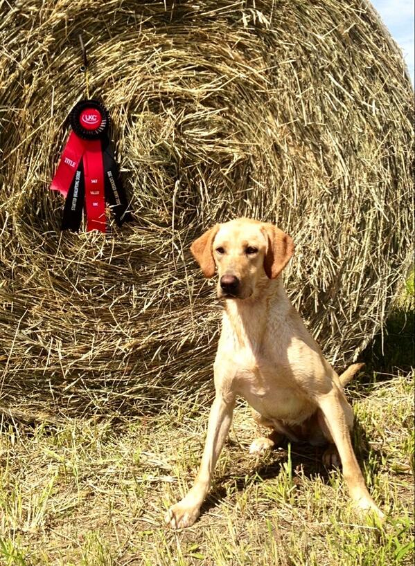 duckboy101's tweet photo. Duckdawgs Sweet Irish Cream SHR! Bailey's first title!! http://t.co/Hyl0AKTcbd