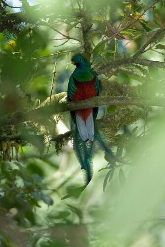 Reserva @FondoElTriunfo1 hogar del Quetzal! #Chiapas #VisitChiapas #Turismo