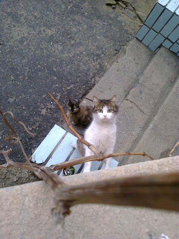 Zyablinka's tweet photo. Забавные комки шерсти) http://t.co/p119LWqm2t