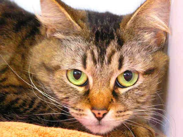 MirzaAngelTS's tweet photo. URGENT: MISHA, 3 yr old Brown Tabby in HIGH KILL San Diego Shelter needs a loving home. http://t.co/RHwhz9fXgb http://t.co/naqVm5YB7Q