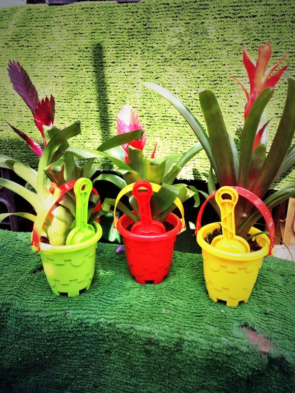 JeffsFlowers's tweet photo. New in stock http://t.co/ABSIxQrpJw