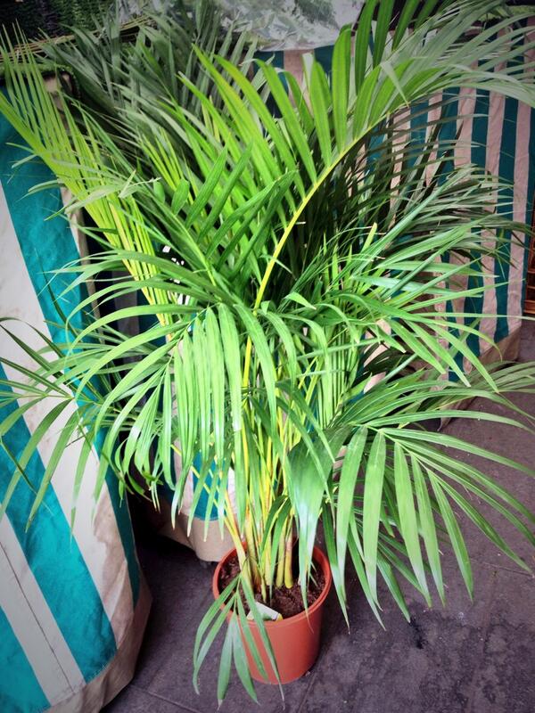 JeffsFlowers's tweet photo. Beautiful Areca also in stock today http://t.co/QbtUEmNfC2