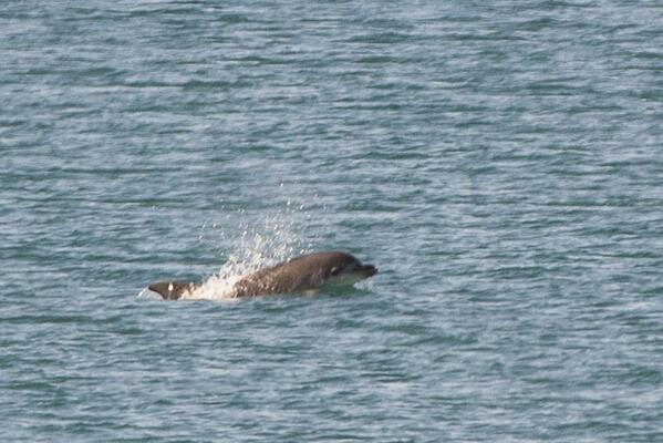 HiveBeachCafe's tweet image. Here you go tweeps - Dolphins spotted this morning!