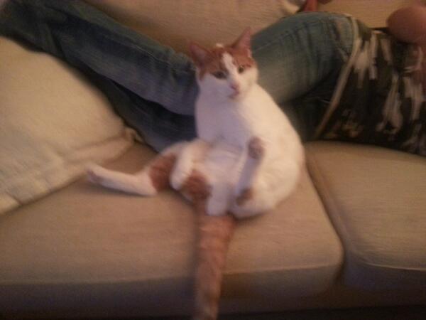 Markderbunker's tweet photo. My cat going albundy style #cats http://t.co/AqEIO2e7pg