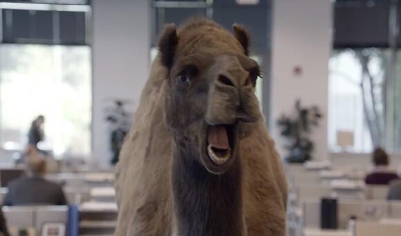 Lancaster519's tweet photo. “@Madalyn_Murray: Guess what day it is?? 
HUMMPP DAAYY!!! 😂😂😂 http://t.co/VbDosBqDE2”   @JeffreyTheCamel
