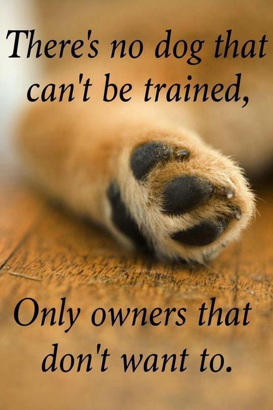 GoodOlDog's tweet image. 