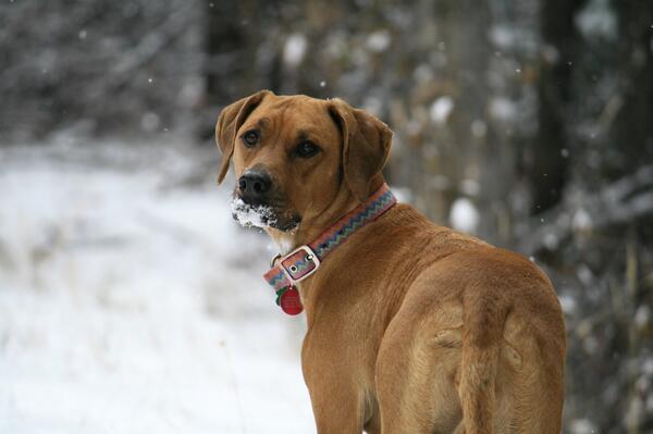 GoodOlDog's tweet image. cute dog