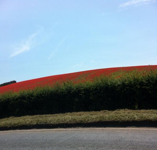 Grevski's tweet image. Poppy fields...we're off to see the wizard