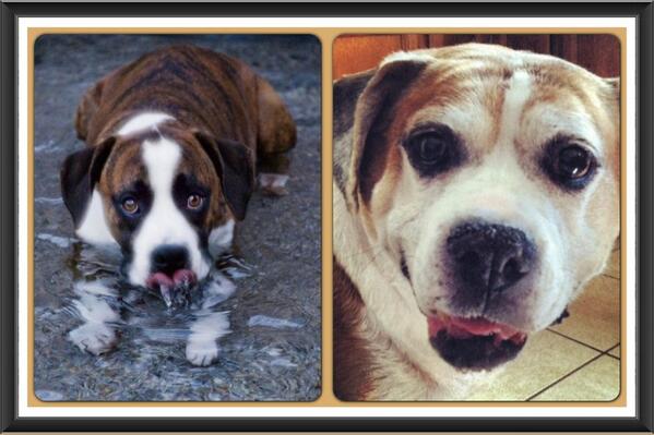 PALSINC's tweet image. In Memory of Petey and Clyde #pets #PALS #memorial #rainbowbridge