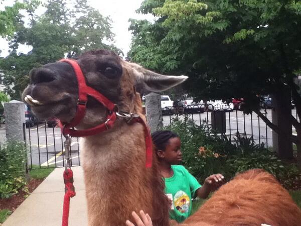 mandakatherinex's tweet image. Told ya there was a llama! #nojoke #llamafaaaace #needsbraces @JillWillz #llamaphobia