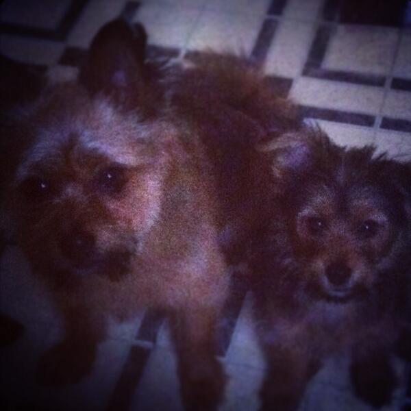 MaloneHun's tweet photo. My dogs http://t.co/D839HcY9vw