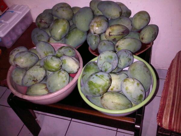 ebaeng's tweet photo. Abis panen mangga http://t.co/xOwBFfUIrq