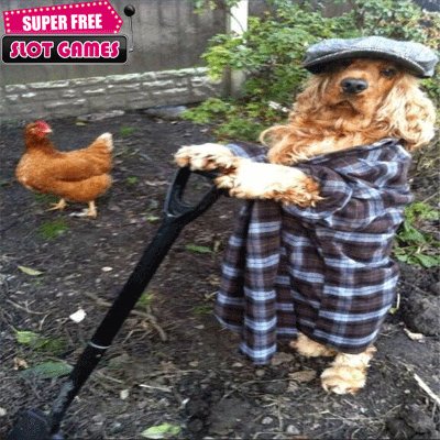 Super Free Slots tweet media