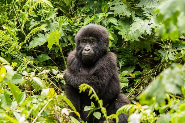 SVashee's tweet photo. Baby gorillas, could they be any sweeter?! #savethegorillas #babygorillas
http://t.co/l288TN13Sf
http://t.co/bVvwmzPJUY