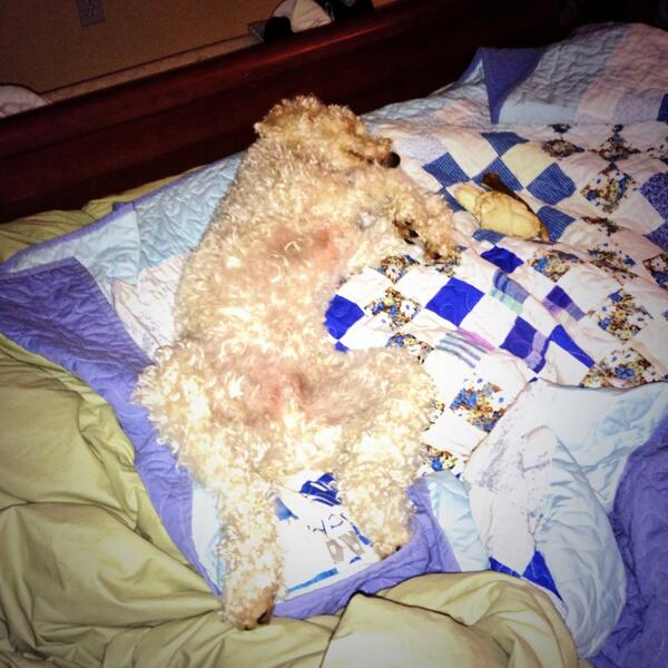BaxterBlueEyes's tweet photo. It was good to sleep in my own bed again last night. #FindBaxter #FOUNDBaxter http://t.co/ZVV54UOMpX