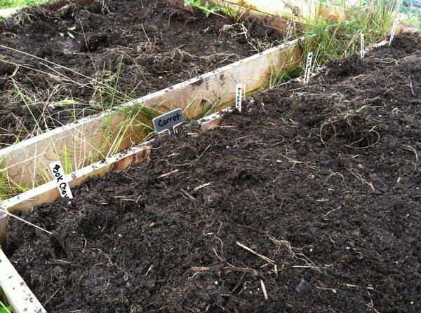 WestonFood's tweet photo. Getting a late school garden started at Country: beets, carrots, bok choy, lettuce, arugula, and beans! http://t.co/tEDGrjTOcQ