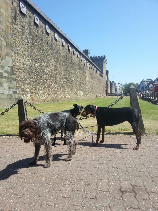 jamesthedogman's tweet image. Jess, Cocoa &amp;amp; Ellie on their tour around Cardiff #CardiffCastle #DogTour