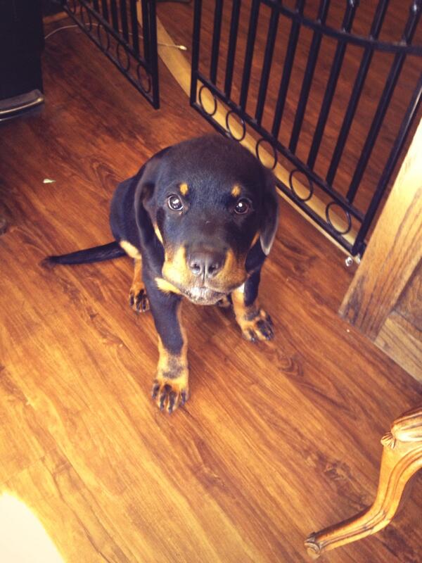 GSlitherspoon's tweet photo. @MissSaintXXX look at the new puppy! http://t.co/UzI0aBk6Y2