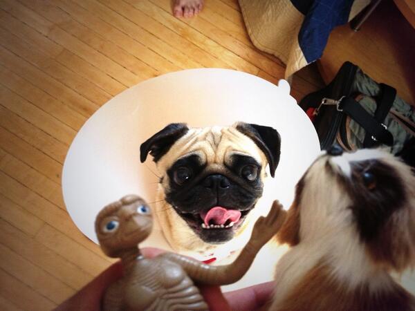 pugnamedgeorge's tweet photo. Moments before the conception of the first pug. @GHETTOSOCKS http://t.co/RshxRoqKDd