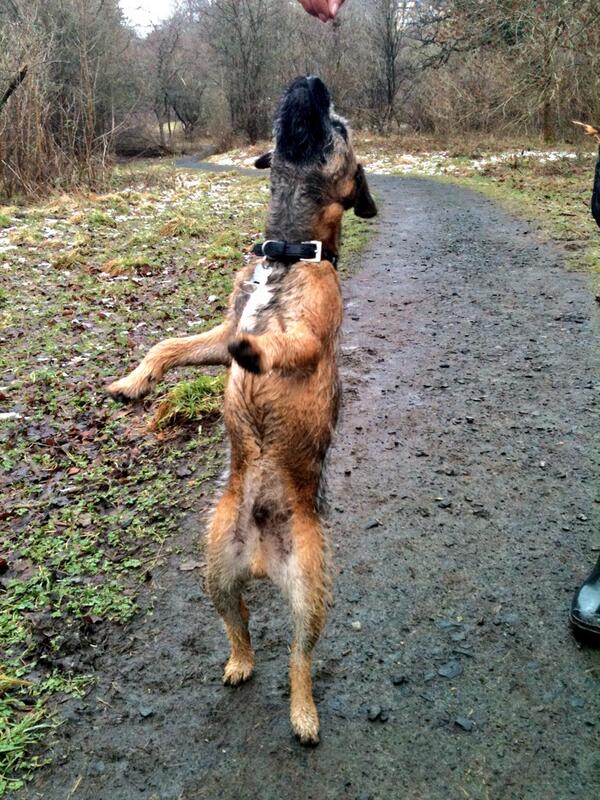 HugoTheBorder's tweet image. 