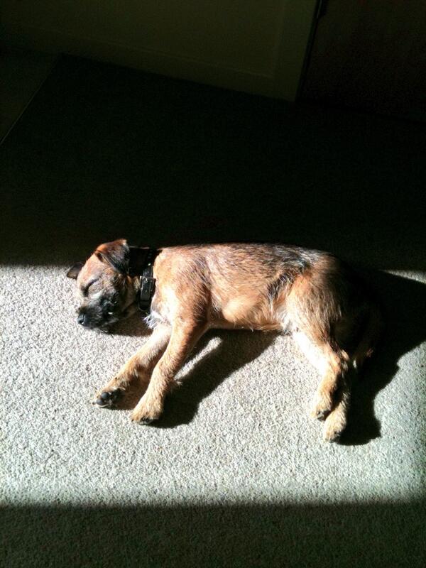 HugoTheBorder's tweet image. This sunny spot il do just nicely