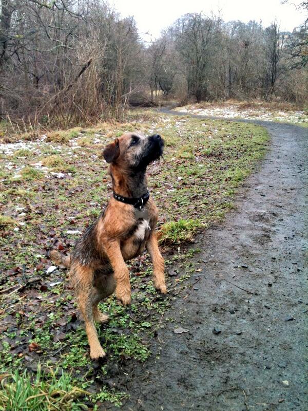 HugoTheBorder's tweet image. 