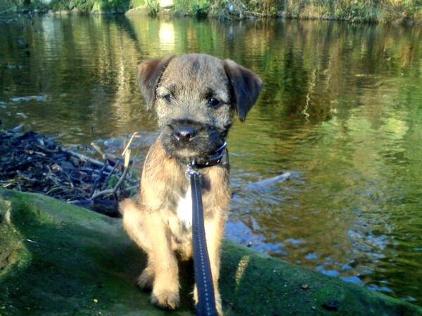 HugoTheBorder's tweet image. I know what ur all sayin, im adorable i know 😉 Not even a year old here.