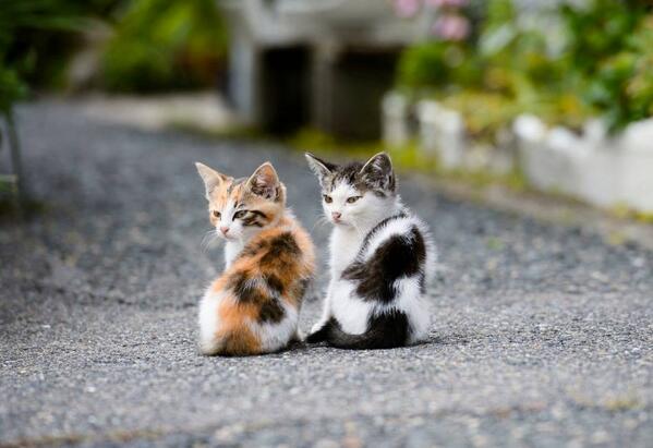 ニャンコ中心 癒しの動物画像bot Dongurivillege Twitter