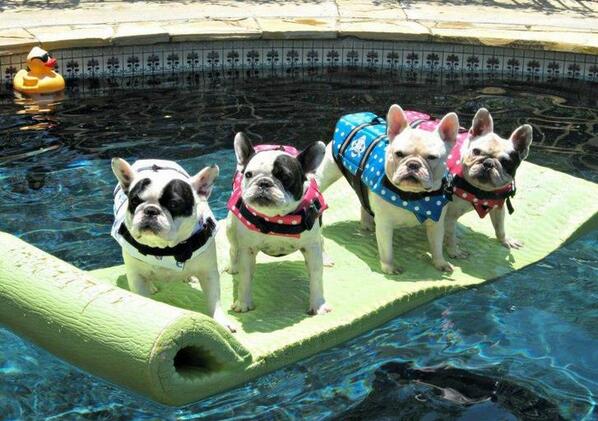 TheAquaDoctor's tweet image. Can we help you? #Poolfloaties #Dogfun #Jumpin